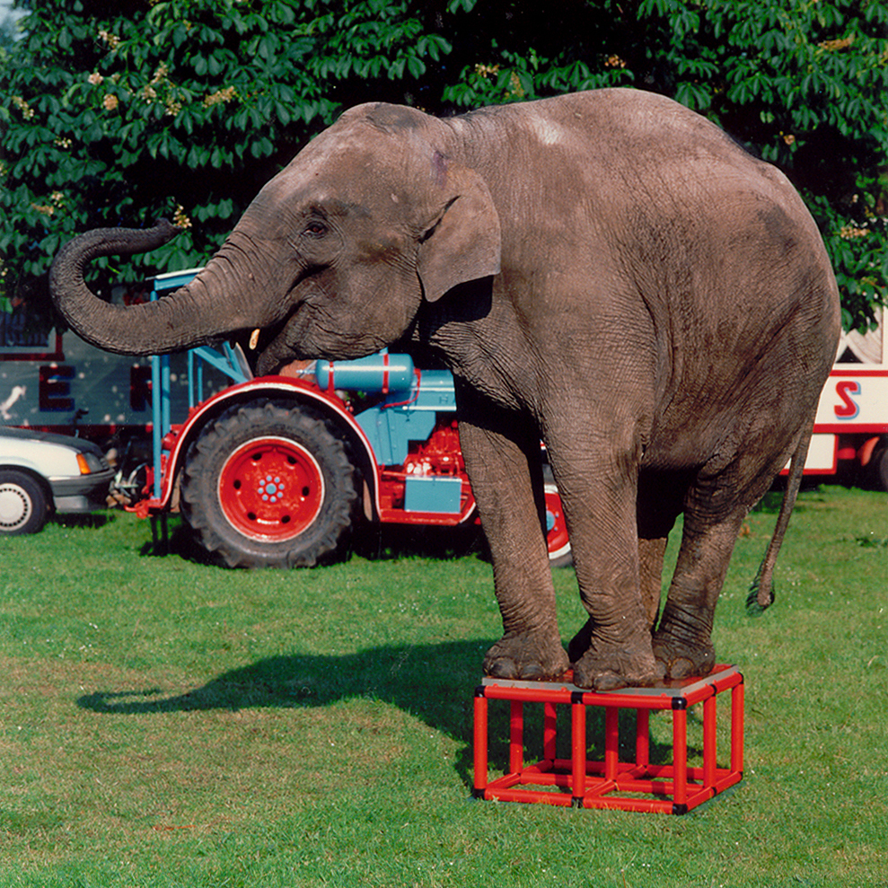 cita-the-elephant-standing-on-quadro.jpg